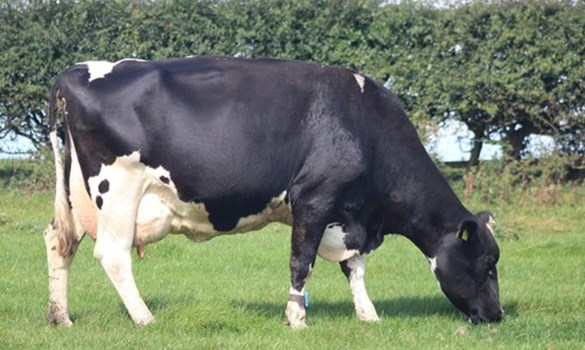 Catlane Caleb bull image